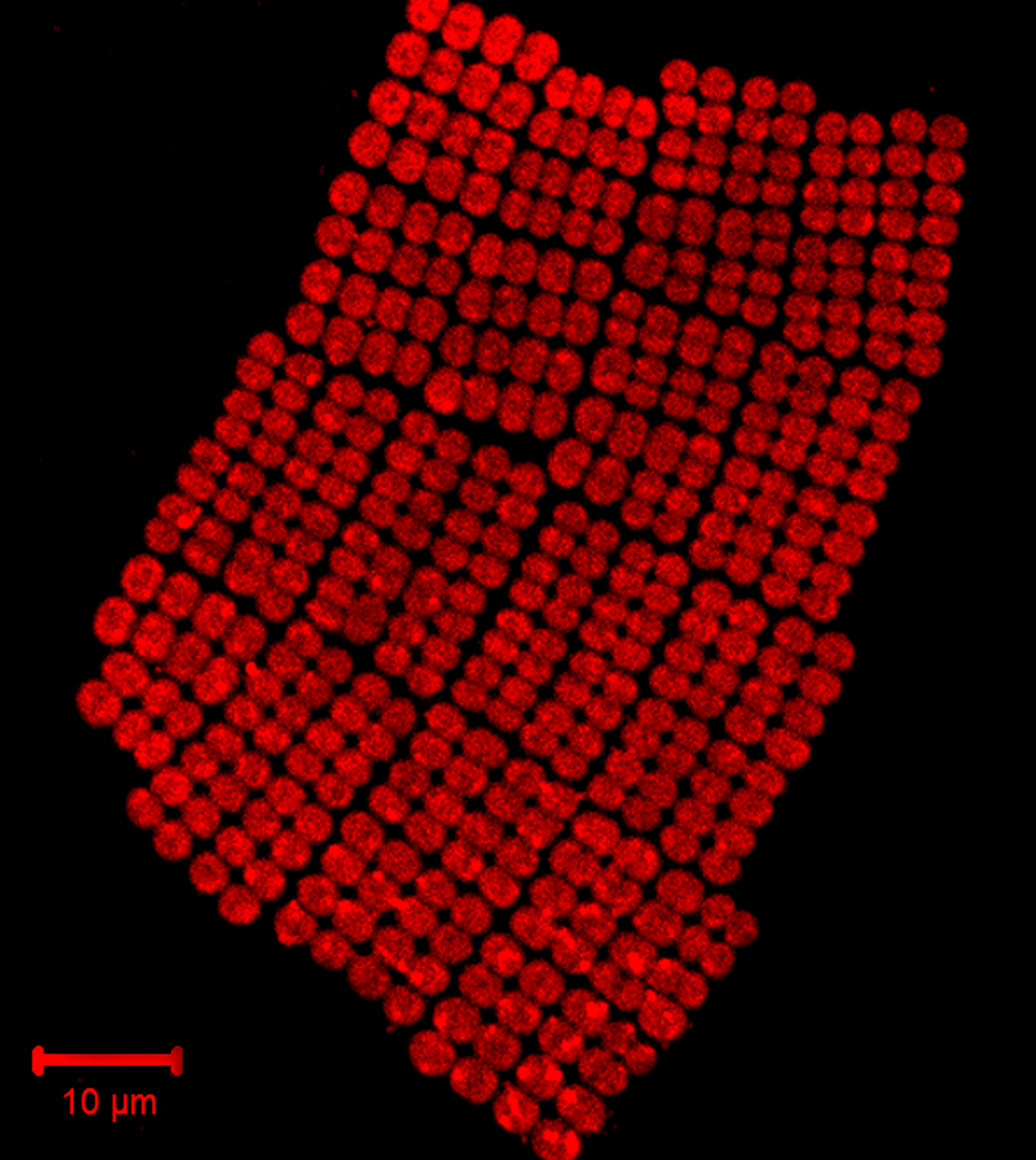 NRMC-F NRMC-F