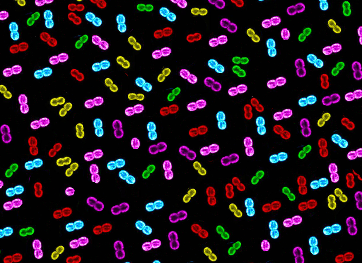 NRMC-F NRMC-F